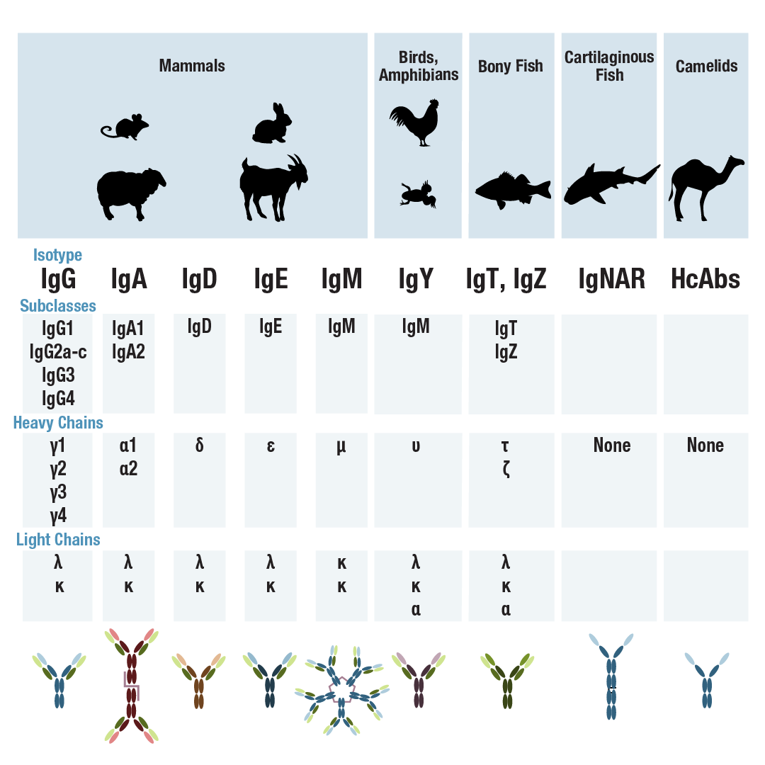 Antibody Essentials Part 2 Antibody Diversity and Classification